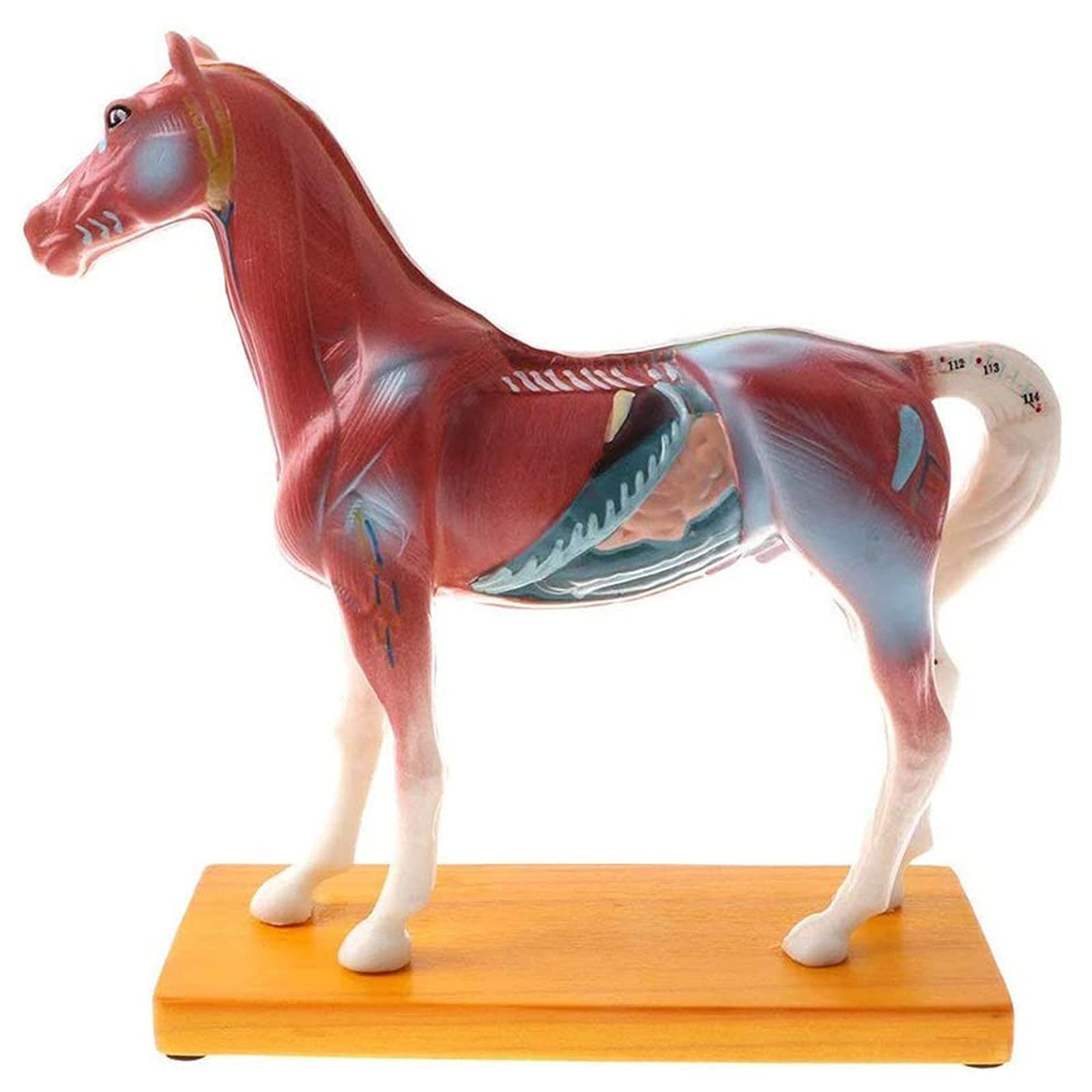 Model zwierzęcy, Model akupunktura i moxiterapia Konie, Model anatomii konia, Model zwierzęcy, Model referencyjny medyczny materiał dydaktyczny