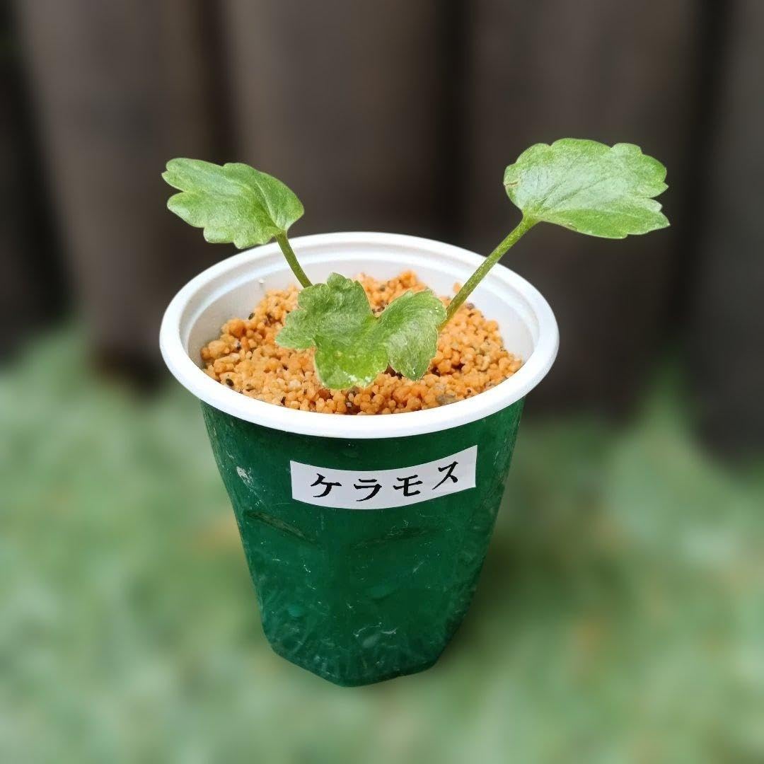 Amazon.co.jp: ラナンキュラスのラックス苗 ケラモス ちび苗 抜き苗