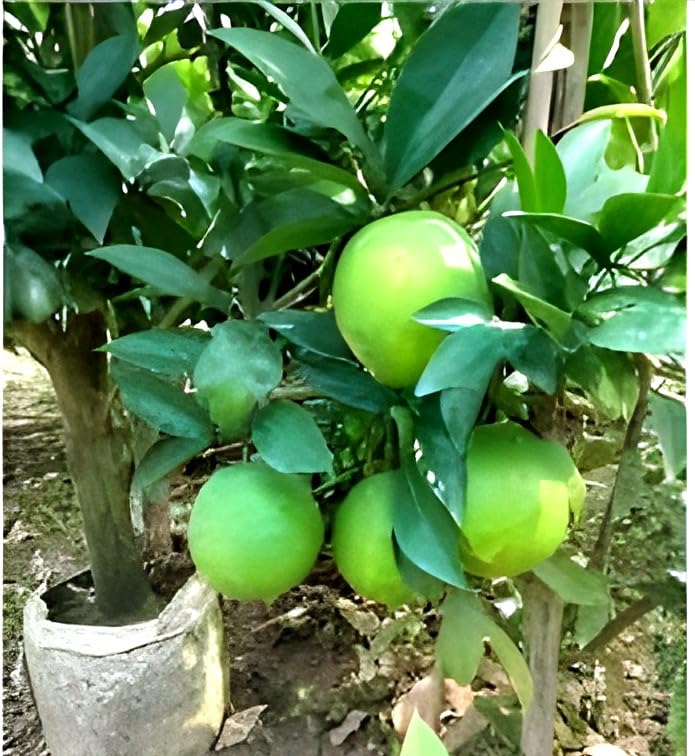 Image of Vietnam Sweet Malta Bari All Time Mosambi Plant-Hybrid Grafted Original Variety Lemon Healthy Live Plantr for Home Garden Pack Of 1
