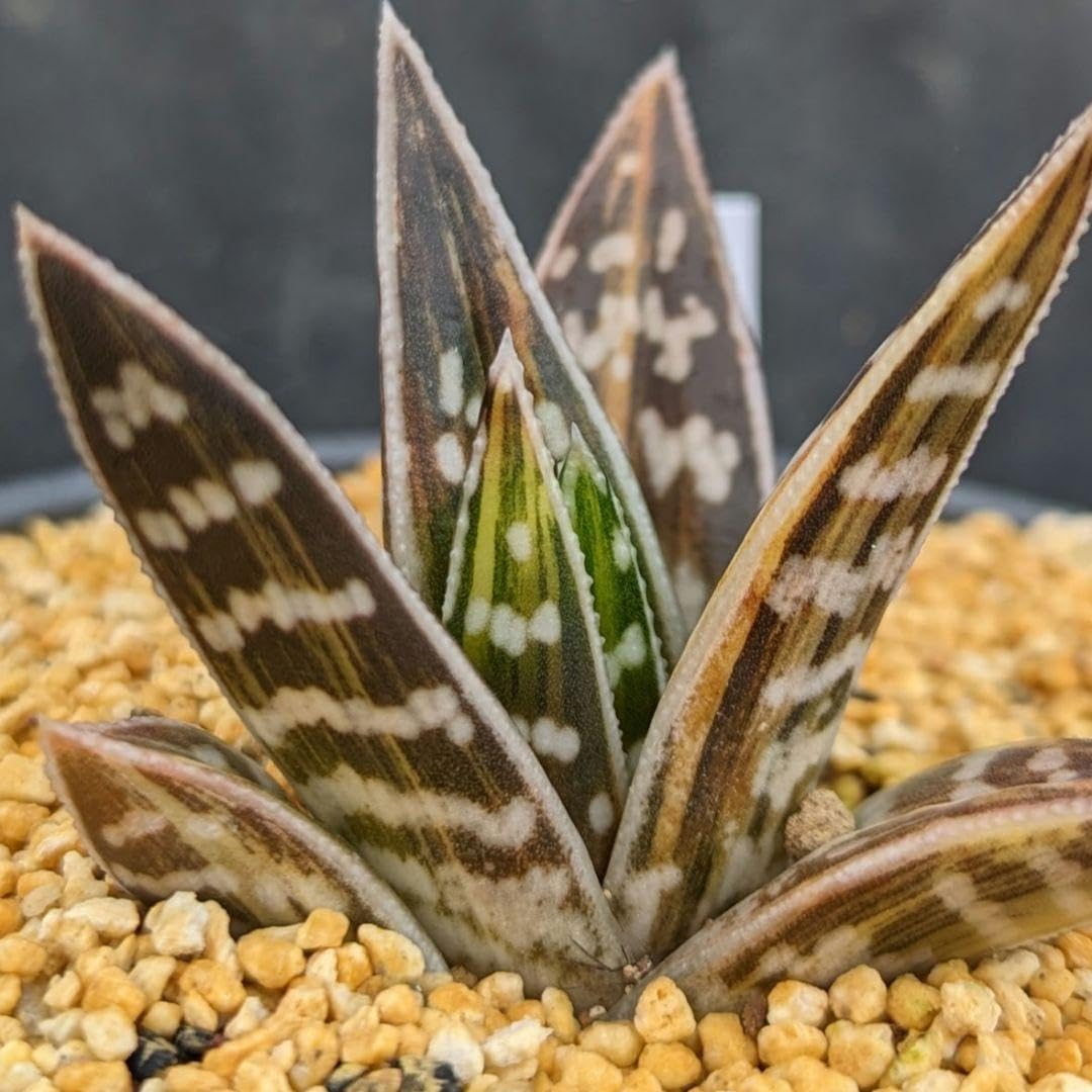 超絶希少！多肉植物シリーズ・アロエ属・千代田の光inわけけのお店 Amazon.co.jp: 超絶！多肉植物シリーズアロエ属千代田の光inわけけのお