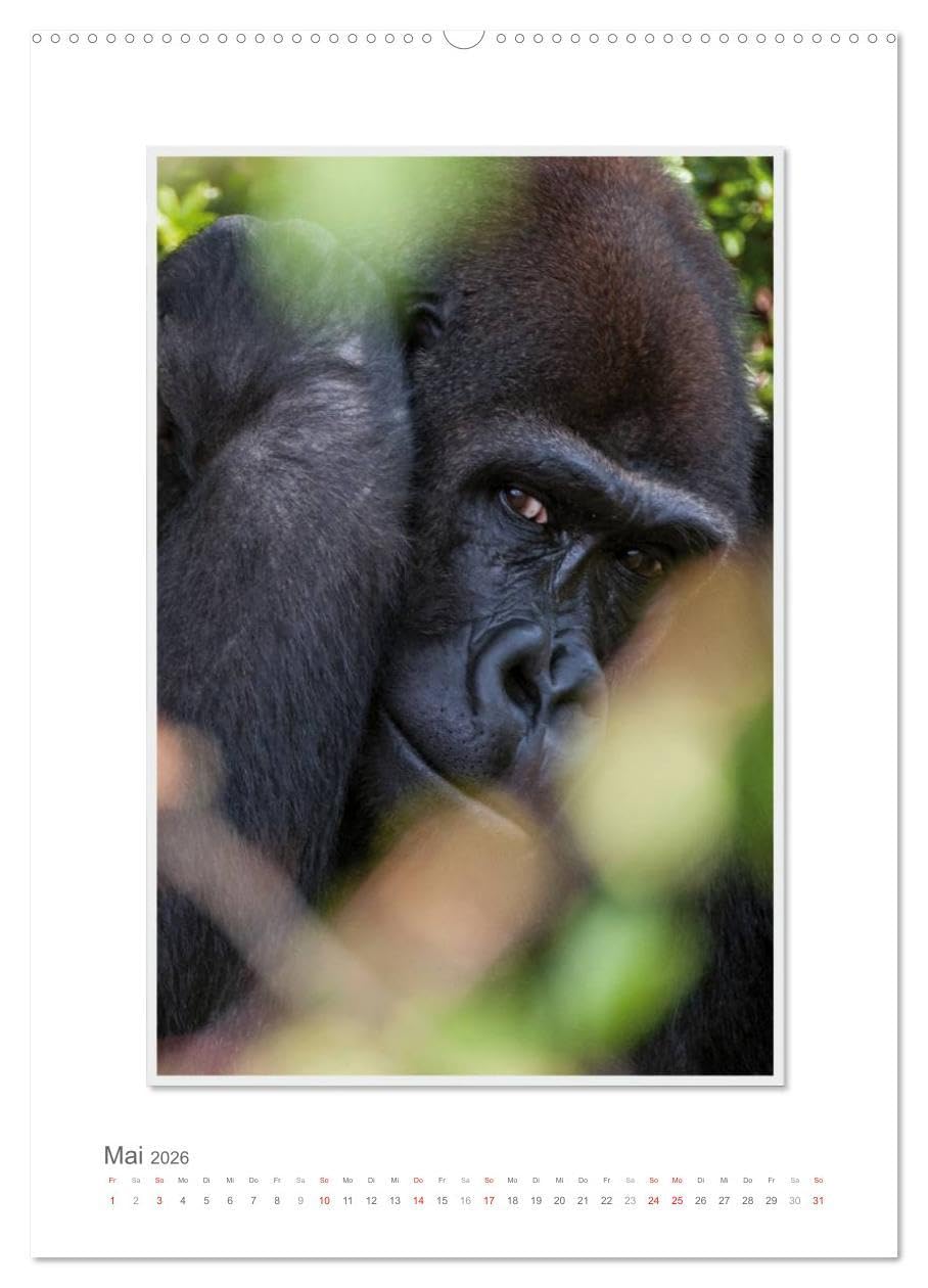 Emotionale Momente: Aus dem Leben der Familie Gorilla. (hochwertiger Premium Wandkalender 2026 DIN A2 hoch), Kunstdruck in Hochglanz: Zauberhafte ... von Ingo Gerlach GDT. (CALVENDO Tiere)