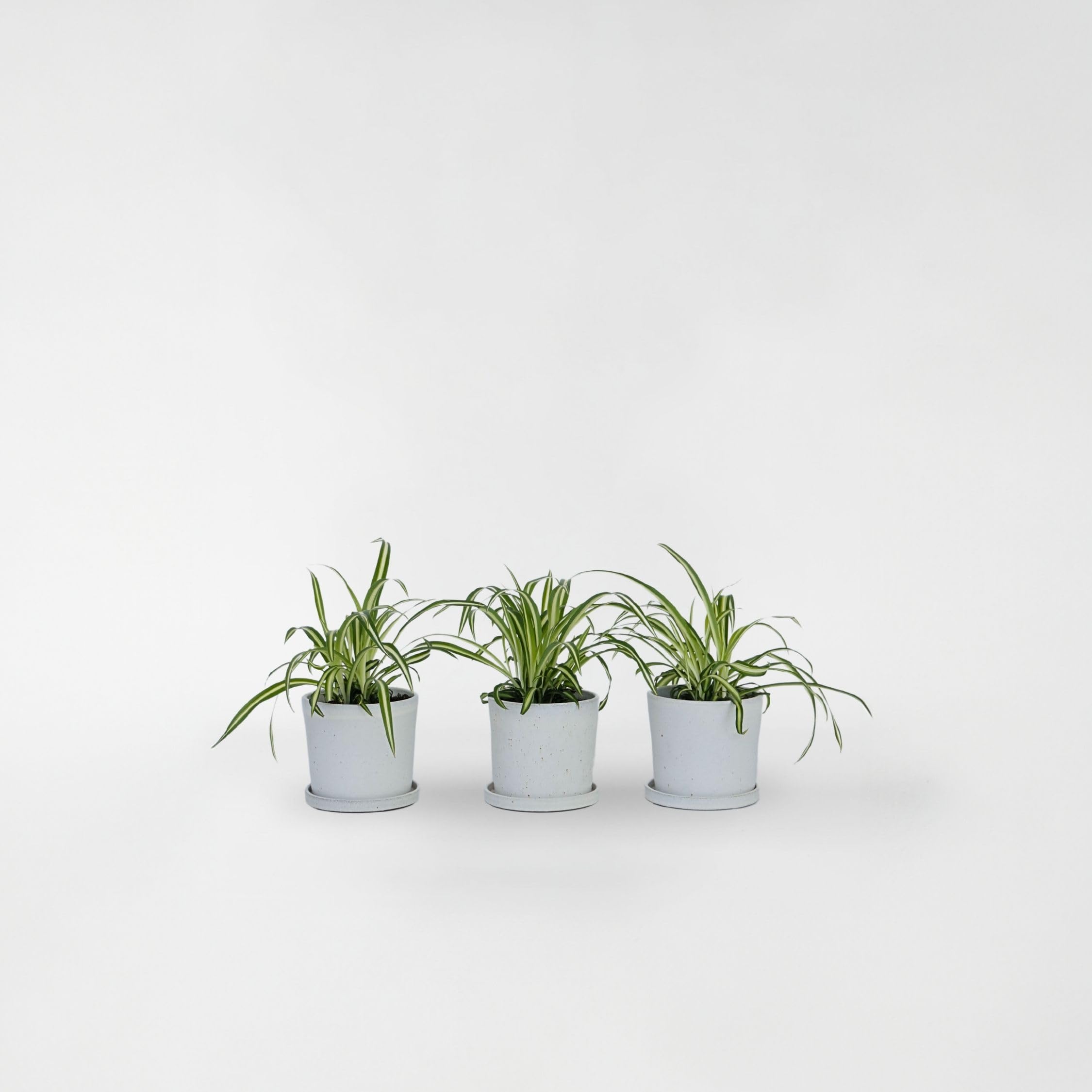 Plant in a Box - Chlorophytum comosum 'Atlantic' - Set de 3 - Lis d'herbe - Plante araignée - Pot 12cm - Hauteur 25-40cm