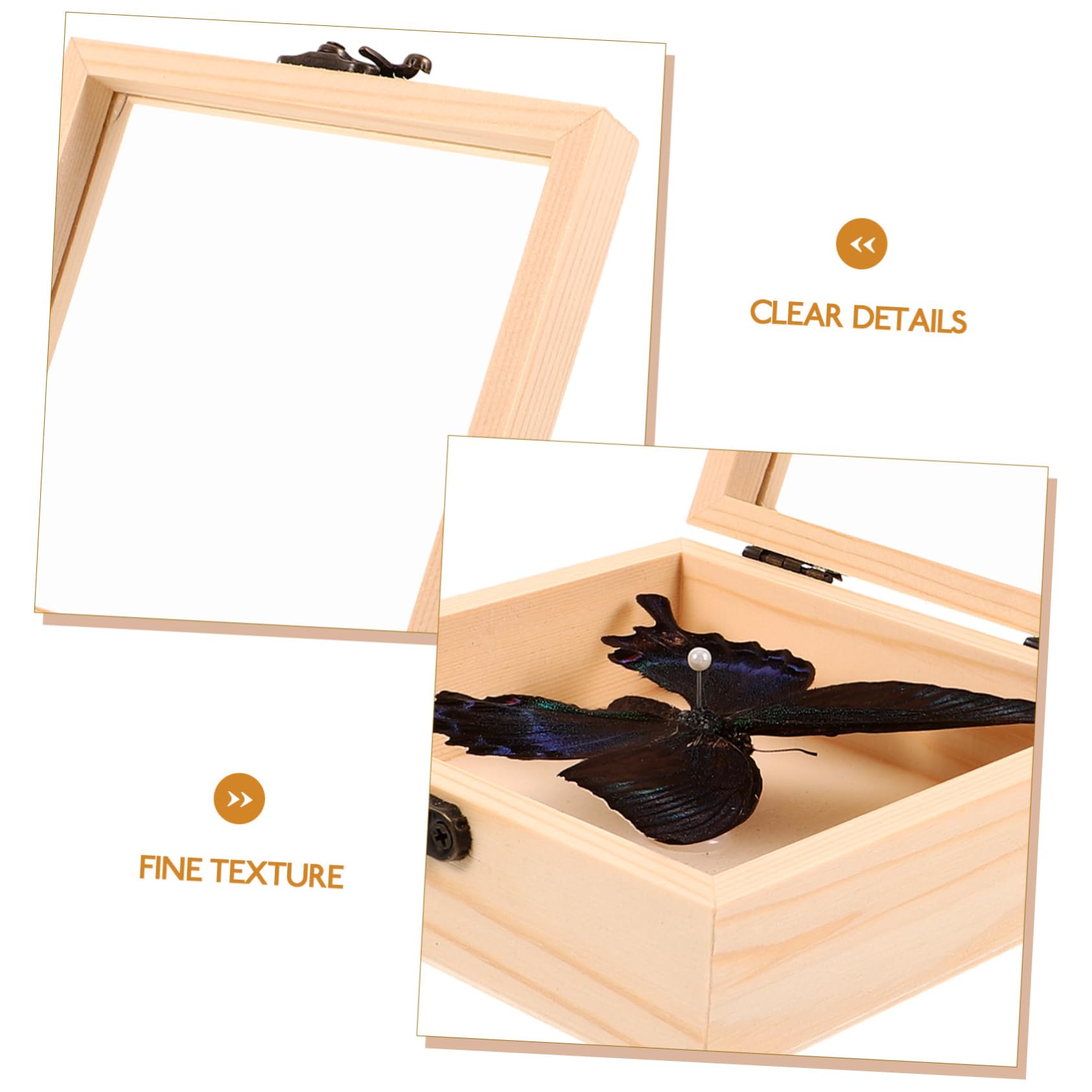 Gatuida 4sets Decorative Esemplari Insetti Espositiva e Collezionismo Per Appassionati e Decorazioni Interne