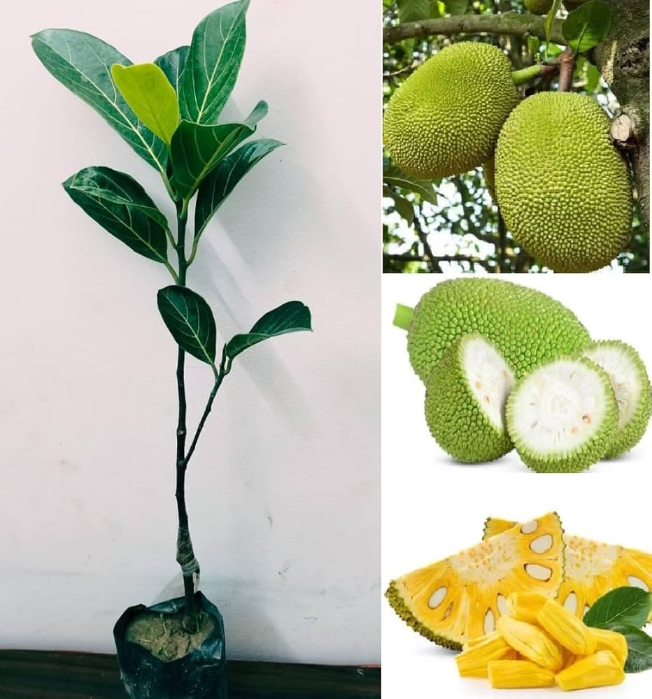 Jackfruit Plant, Jujube Fruit Tree, Yellow Jackfruit Grafted 1 Healthy Live Baramasi Jackfruit Plant (Kathal) (pack of 1) (B0D92D9KCQ) Amazon Price History, Amazon Price Tracker