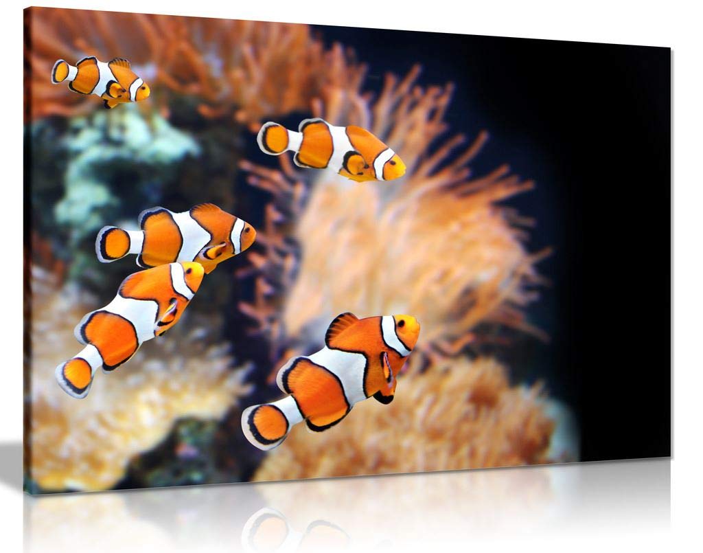 Panther Print Clown Fish Canvas Wall Art Picture Print (12X8)