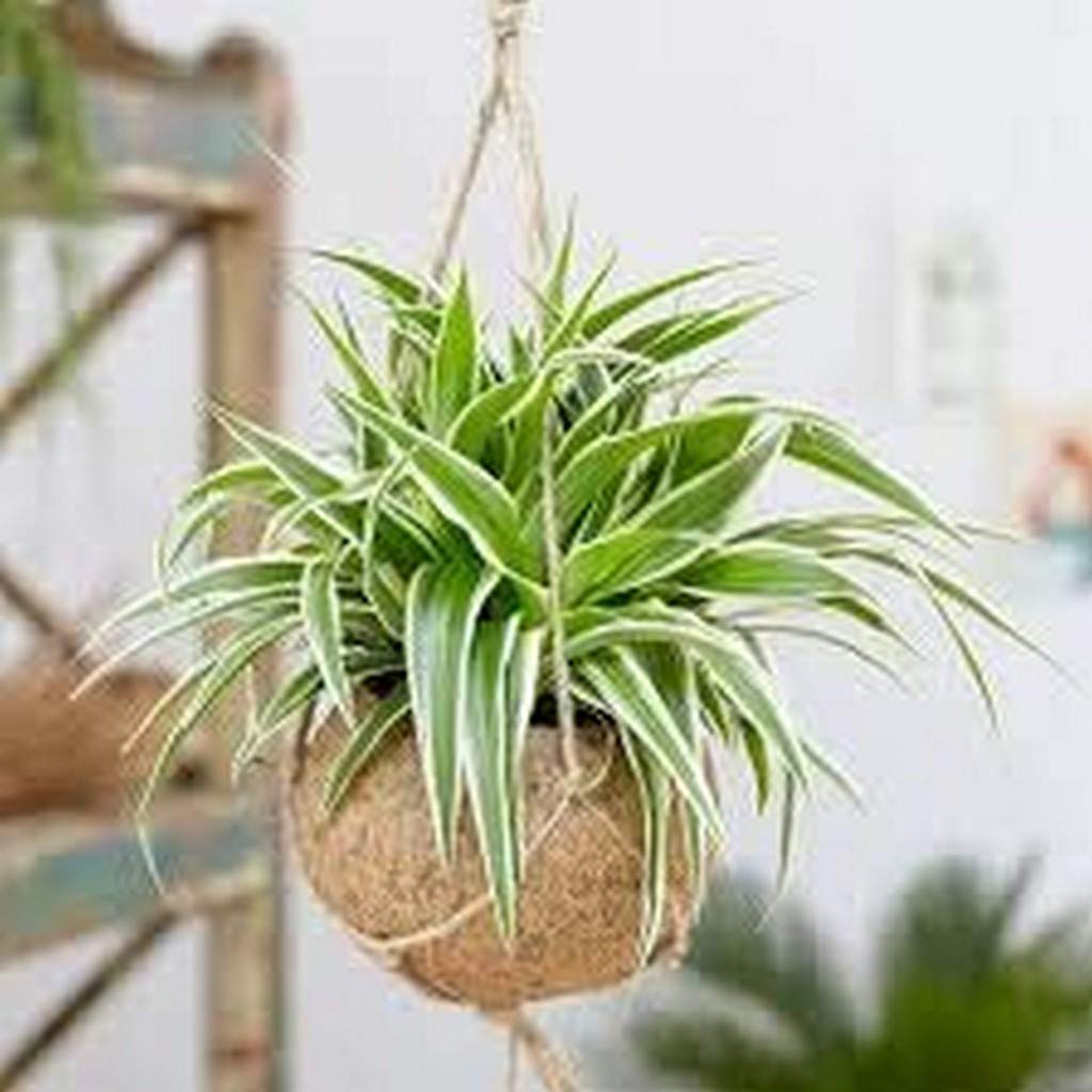 Creative Farmer Live Plant Spider (Chlorophytum) Easiest Indoor Plants To Maintain (1 Healthy Live Fruit Plant)_PLANT-30-SPIDERGRASS74ll@ (B08P5P6RRL) Amazon Price History, Amazon Price Tracker