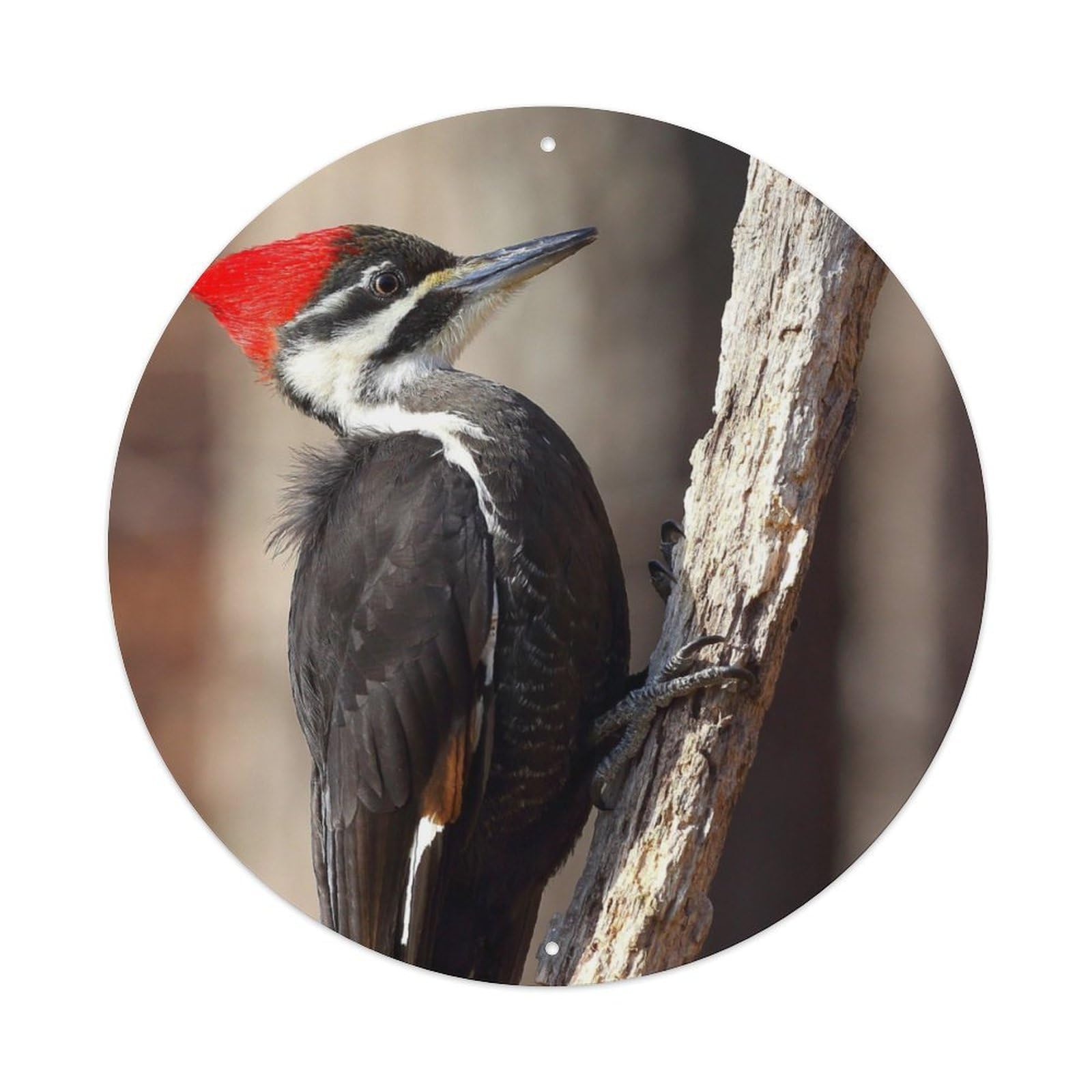 Woodpecker Aluminium Sign 20x20cm
