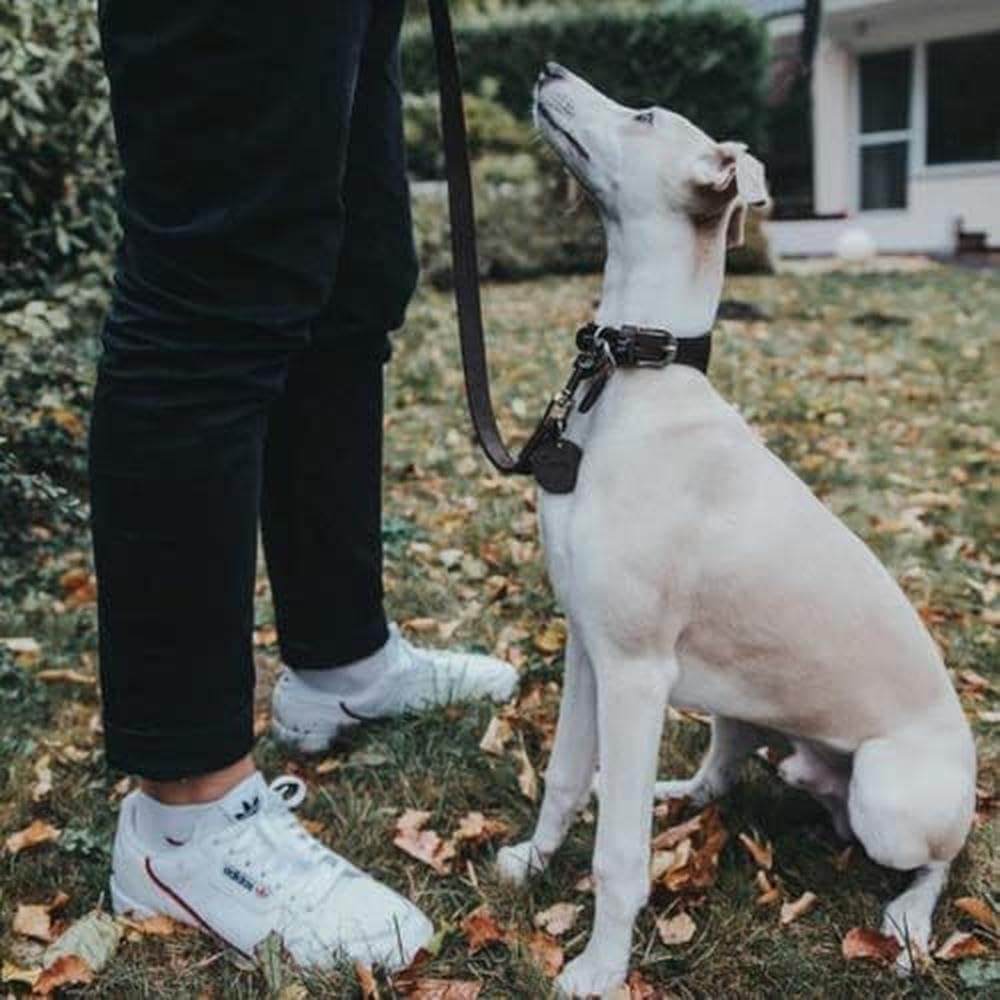 HUNTER Leash, 20/100 Soft Genuine Cow Leather, Dark Brown