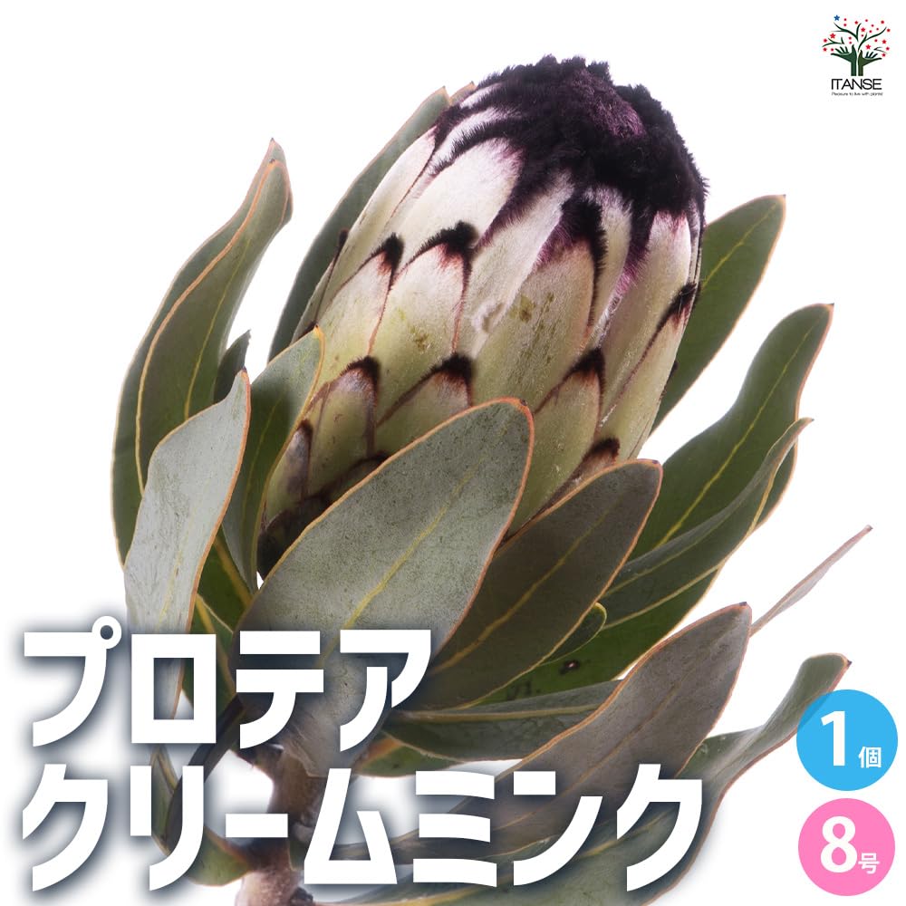 プロテア　クリームミンク　10 号（バンクシア、グレビレア、リューカデンドロン） プロテア クリームミンク 10号（バンクシア、グレビレア