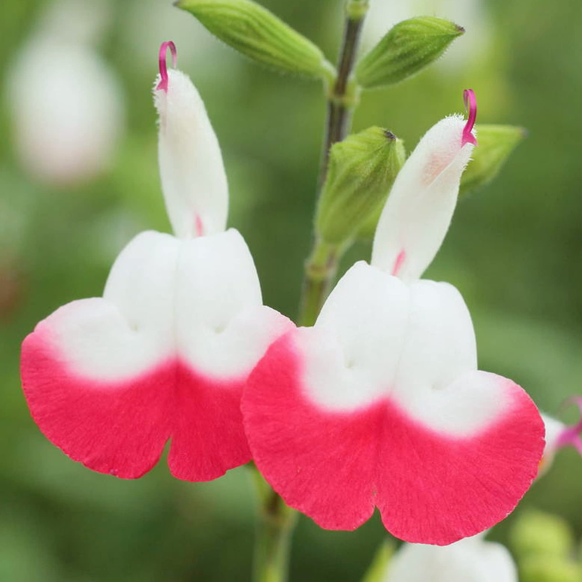 Salvia 'Cherry Lips' - Sage - Hardy Perennial Flowering Plants - Outdoor Garden Plant in Pot (3 Litre Pot, 30-50cm)