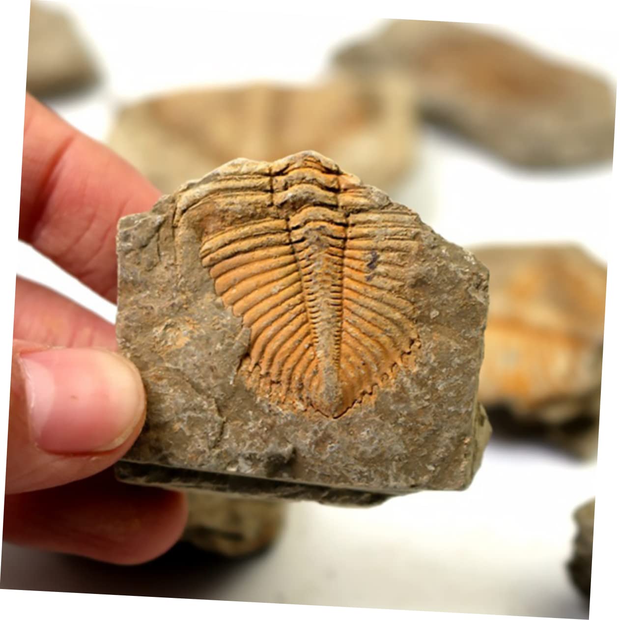 Garneck Campione di Trilobite Naturale 2 Pezzi, Ornamento da Scrivania Educativo per Ragazzo Ragazza, Materiale Didattico Paleontologico per Collezione e Decorazione Casa