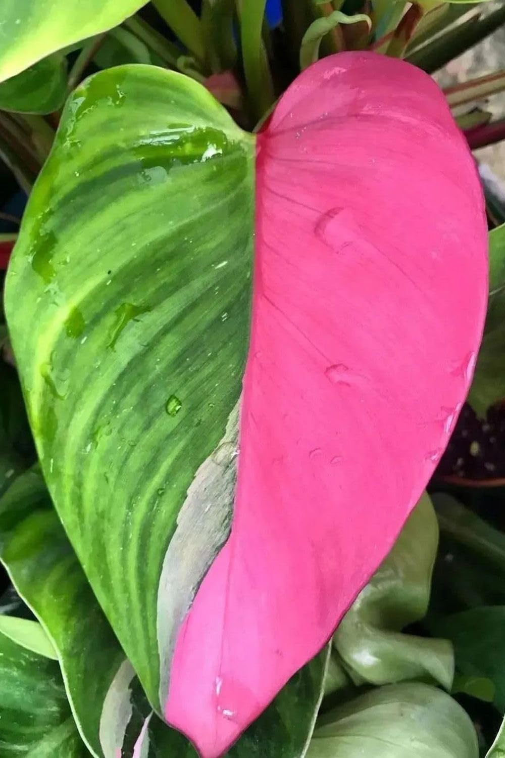 Oakwood Farms® Philodendron Plants Bulbs Flower Bulbs For Outdoor Gardening Pack of 4 bulbs (GREEN WITH PINK) (B0D9YMLS9P) Amazon Price History, Amazon Price Tracker