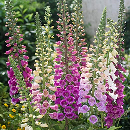 Foxglove Digitalis Giant Mix Seeds Flowers Beautiful for Planting Non GMO 600 Seeds
