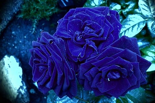 Amazon Co Jp ブルーローズの壁紙 花の壁紙 キャンバス ステッカー 印刷 壁紙ポスター はがせるシール式 写真 特大 絵画 壁飾り60cmx40cm Diy 工具 ガーデン Amazon Co Jp ブルーローズの壁紙 花の壁紙 キャンバス ステッカー 印刷 壁紙ポスター はがせるシール式 写真 特大 絵画 壁飾り60cmx40cm Diy 工具 ガーデン