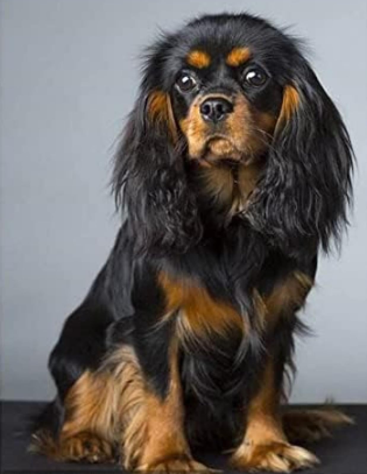 Eiialerm Stamped Cross Stitch Kits for Adults Cavalier King Charles Spaniel 11CT Cross-Stitch Kit Beginners Embroidery Patterns Art Crafts for Wall Decor -40x50cm