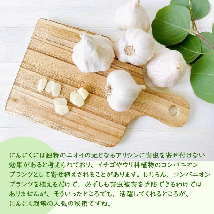 Amazon 種 にんにく 青森 ニンニク 青森県産 ホワイト６片 約１ｋｇ 大蒜 野菜 やさい ガーリック Garlic 球根 コンパニオンプランツ 料理 栽培 園芸 球根