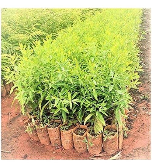 white chandan plant original live (Pack of 1) (B0D5YNXFCY) Amazon Price History, Amazon Price Tracker