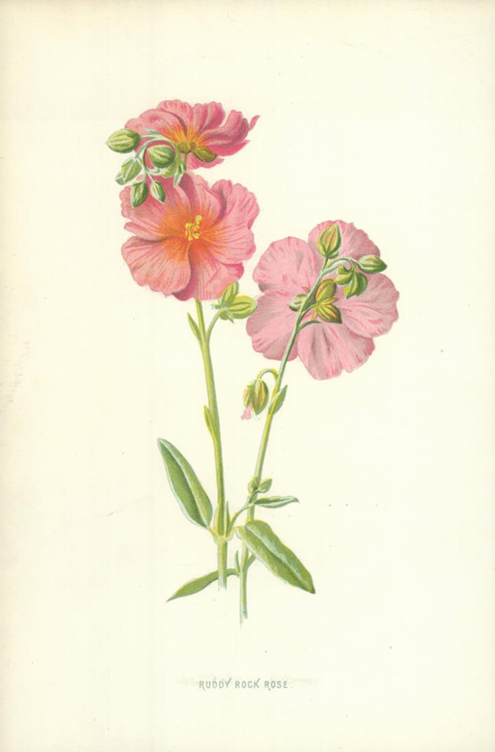 ARTXLXXBN Famous Art Print Poster Vintage Wall Art Ruddy Rock Rose by Frederick Edward Hulme Canvas Art Poster for Home Decor 60x90cm