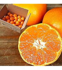 Amazon.co.jp: 伊藤農園 特選 有田みかん (ミックス10kg) 早生 中生