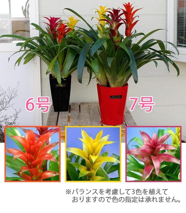 Amazon｜ハッピーガーデン ギフト 珍しい 観葉植物 グズマニア