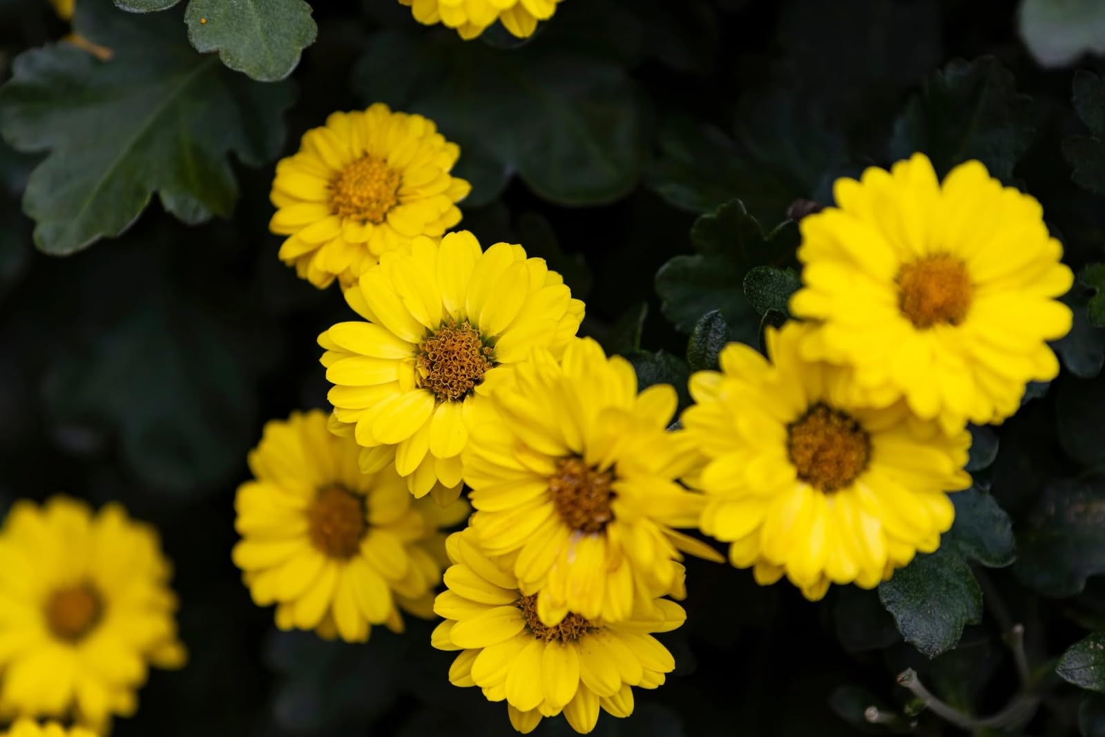 100 Seeds Hairy Golden Aster Chrysopsis Heterotheca Villosa Herb Yellow Flower jodcw (Seeds)