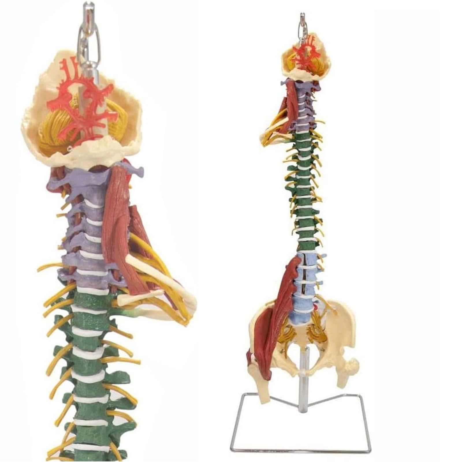 Modelo De Columna Vertebral Humana: Réplica Anatómica A Escala 1:1 con Ligamentos Neuromusculares Y Soporte, Vértebras Lumbares, Torácicas Y Cervicales Desmontables para