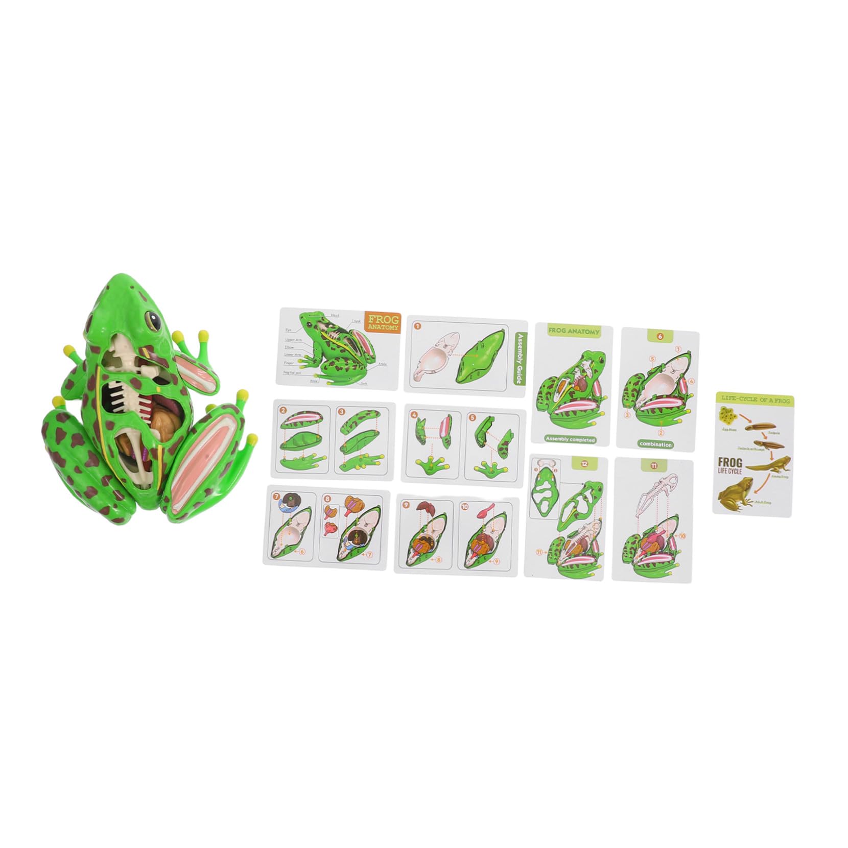 MAGICLULU Frog Dissection Kit Educational Model with Removable Parts for Science Learning Biology Teaching Tool Childsafe Materials Interactive Anatomy for Home and School