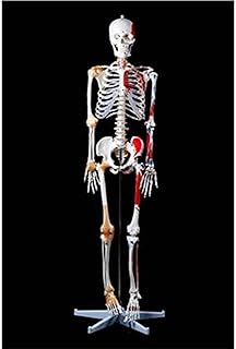 Anatomy Model, Human Torso Model Skeleton Anatomy Model, Skeleton Specimen Model Art Medical Art Pain Department 170cm Anatomical Model for Medical Demonstration