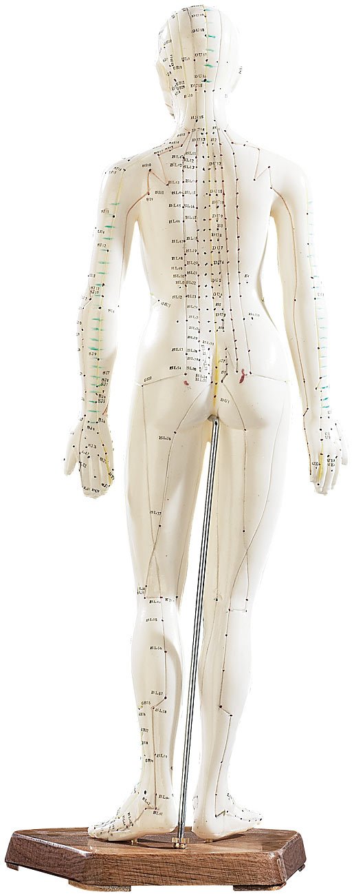 newgen medicals Akupunkturpuppen: Akupunktur-Figuren 2er-Set (Mann/Frau) (Akupunktur Modell, Modell Frau, Gesundheit)