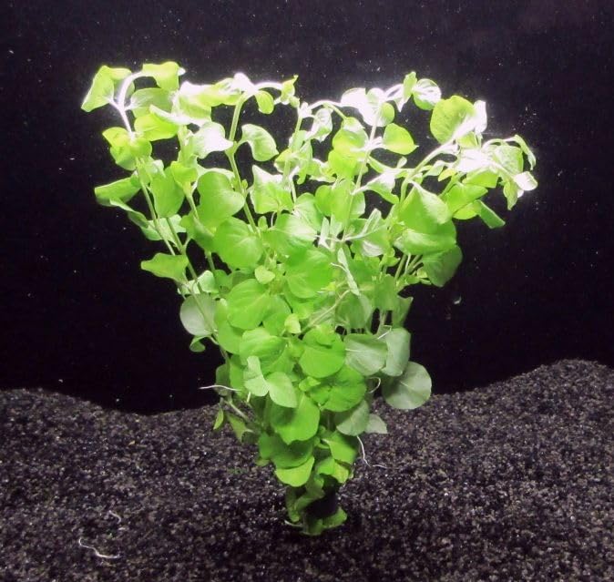 florari Lysemachia nummularia aurea/Gelbes Pfennigkraut im Bund