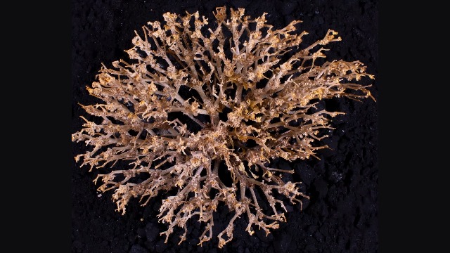 YAKEBA | Véritable Rose De Jéricho | Anastatica Hierochuntica | Rose Du Désert | Miniatures | Dans Une Boîte Cadeau | Décoration Parfaite De Plantes D'intérieur | Rose De Jericho