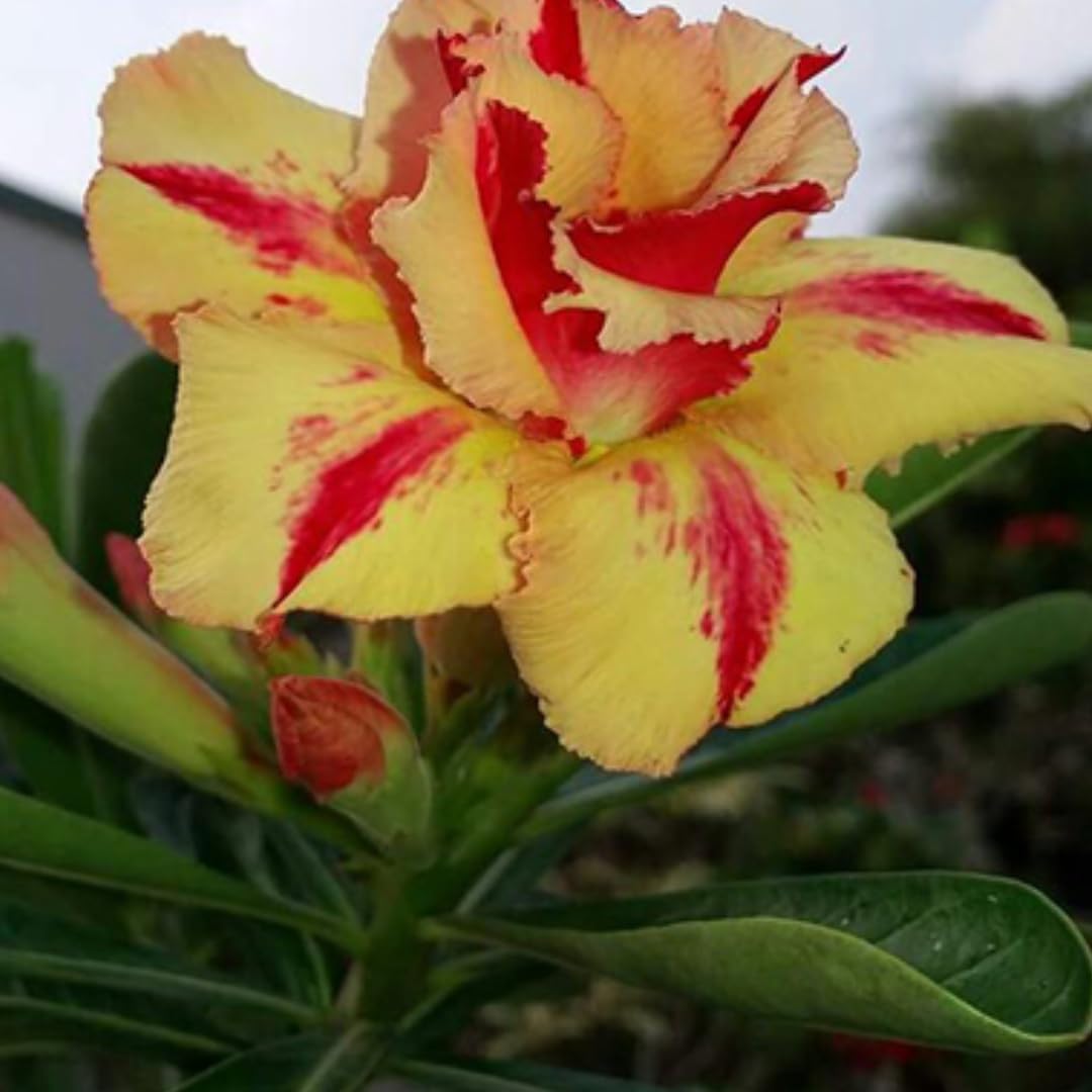 See full amazon price history chart for M-Tech Gardens Hybrid Adenium " DESERT FIRE " Desert Rose Flower Seeds (10 Seeds Pack) M-Tech Gardens Hybrid Adenium " DESERT FIRE " Desert Rose Flower Seeds (10 Seeds Pack) (B0D1RMPG4B) Amazon Price History, Amazon Price Tracker