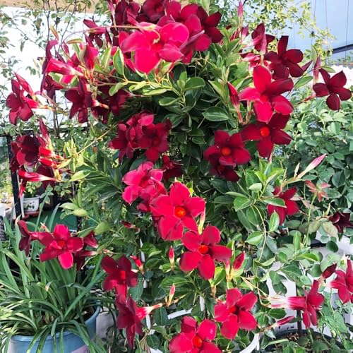 300samen dipladenia - balkonblumen Mandevilla exotische winterhart, wildblumenwiese mehrjährig, frühlingsblumen balkonpflanzen winterhart hängepflanzen