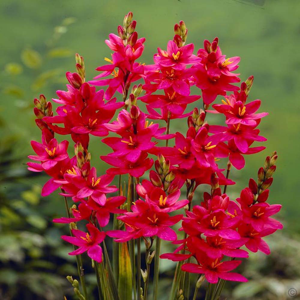 LIVE GREEN Ixia Venus Flower Bulbs for Gardening, Pack of 10