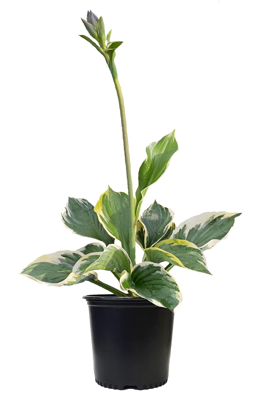 Hosta Patriot