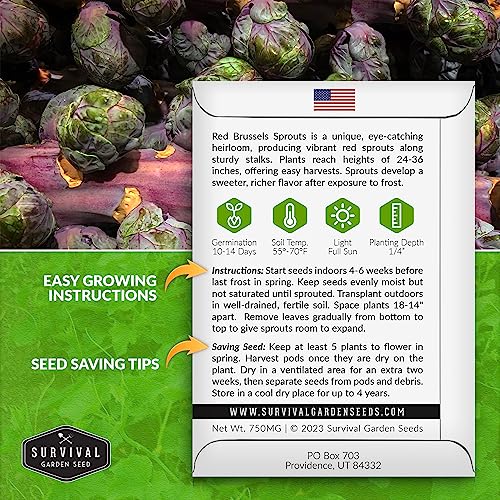 Survival Garden Seeds SGSBRUSSELSSPROUTSRED-1 Red Brussels Sprouts Seed thumb #1
