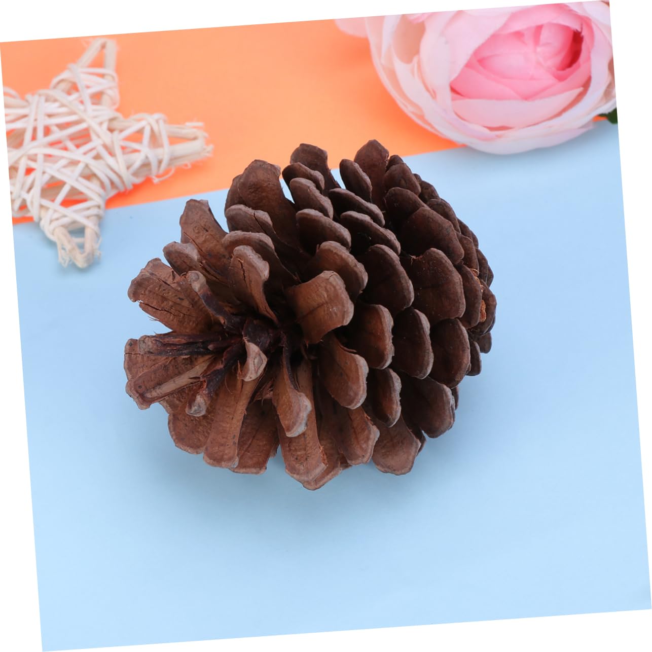 Natürliche Tannenzapfen 6-8cm für Weihnachtsdekoration | Wiederverwendbar, Winterfest für Festtage, 50 Stück Packung für Restaurantdekoration und Natürliche Optik