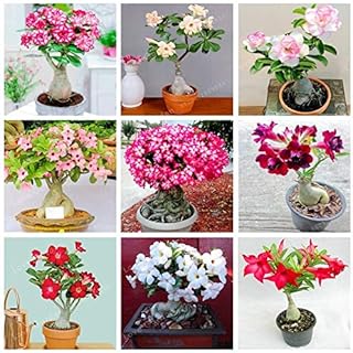 . Desert Roses Bonsai Flowers in Bonsai vase adenium obsum Covers bonsaïpianta Mini Tree in Pot for The House Garden of Plants 1 pcs: Mix: only Seeds