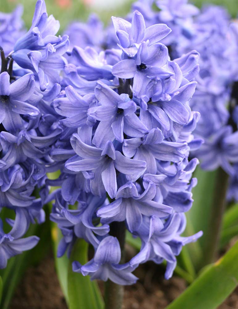 100 X Giacinti Blue Star - Hyacinthus Blue Star - Calibro Superiore (100)