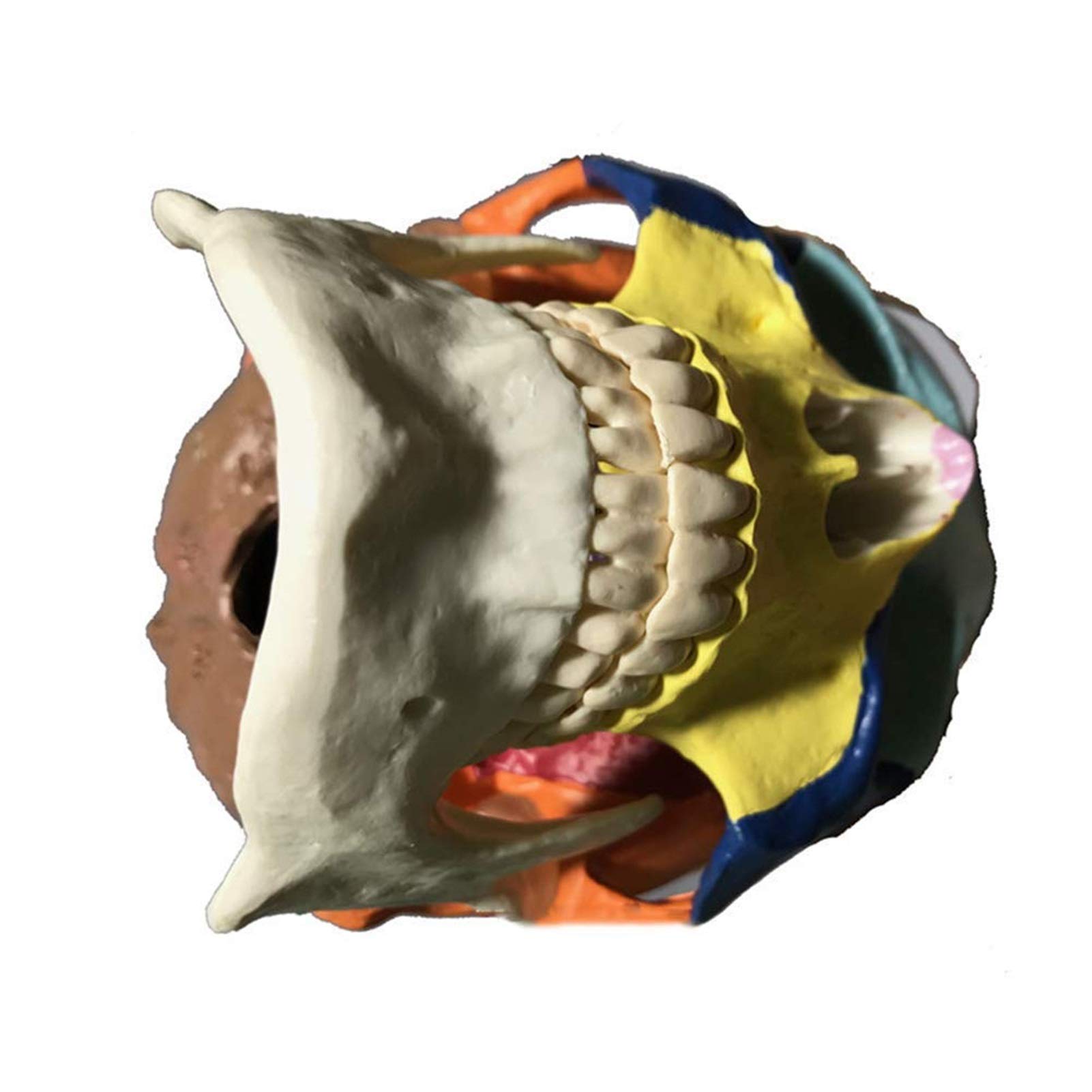 Anatomiczny model czaszki - Kolorowy tryb ludzkiej czaszki - Materiał żywiczny Anatomia człowieka Model czaszki Anatomiczny medyczny nauczanie Szkielet głowa - do medycznego szkolenia edukacyjnego