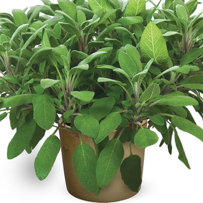 Salvia Officinalis | DECOALIVE | Planta Natural | Planta Salvia Aromática