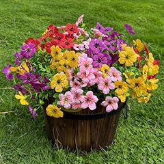 Yellow,red,purple,pink