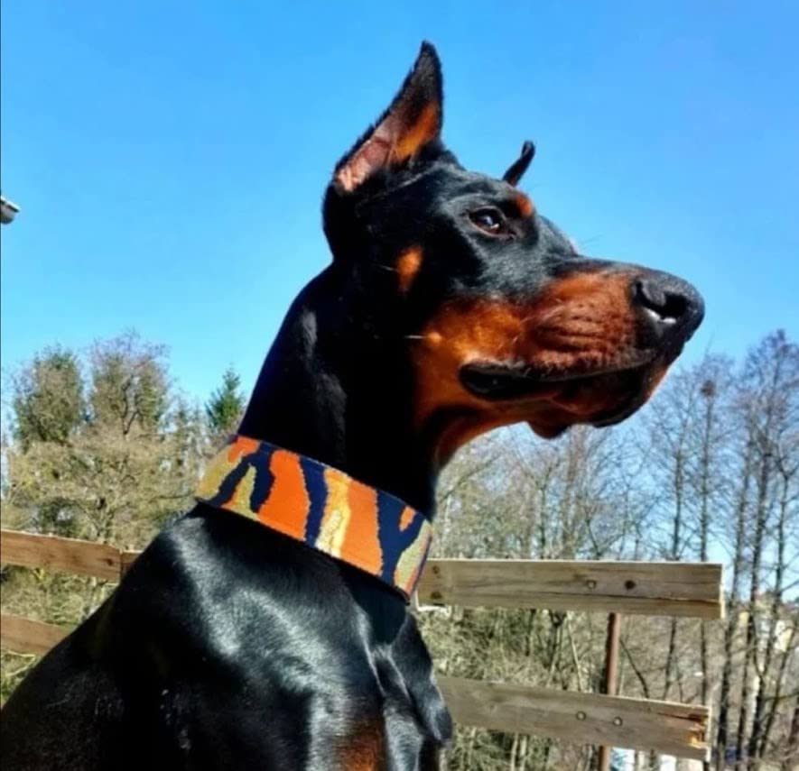 Zugstopp Halsband mit Polsterung, Martingale, gepolstert, 5 cm breit, Trainingshalsband, verstellbar (bis 38cm Hals- 44cm Kopfumfang inkl 6cm Zugstopp, Metallteile: Messing)