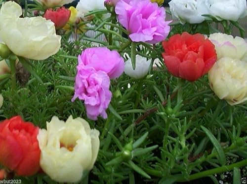 Portulaca Moss Rose (Sundial Mix 5,000 semillas) Ideal en contenedor, fácil de cultivar