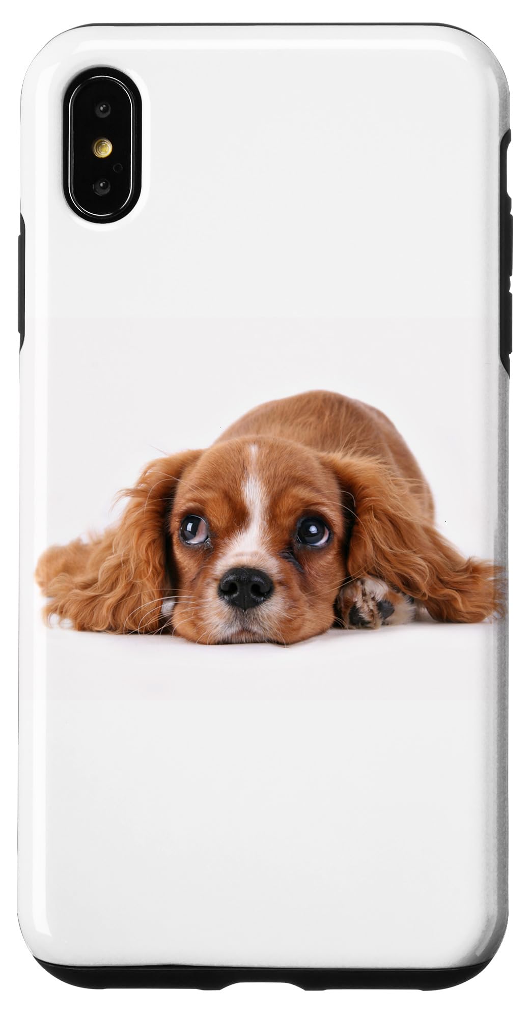 Amazon.co.jp: キャバリアキング チャールズ 子犬 ポートレート