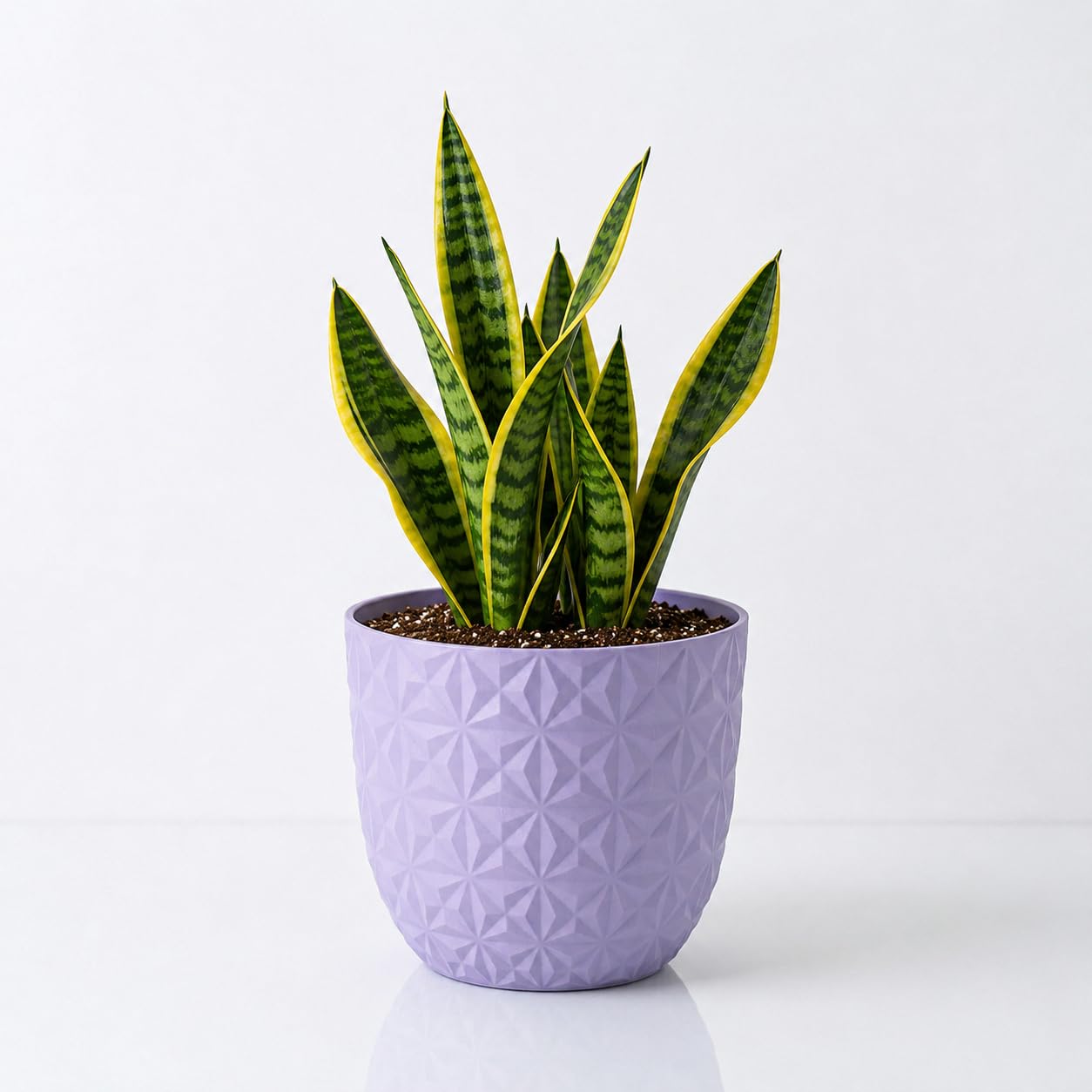 Snake Plant Yellow Edge | Indoor Live Plant with Pot | Small | Air Purifying & Low Maintenance | Home & Office Decor (Purple)-image-27