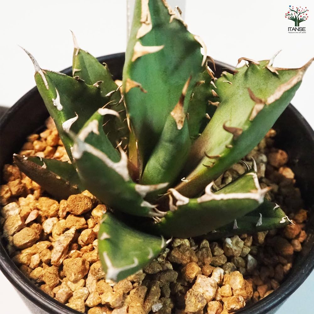 アガベ チタノタ　Ghost Claw 鬼爪 アガベ・チタノタ 鬼爪 小株-004｜agave titanota ghost claw |