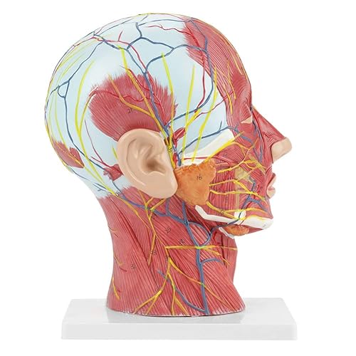 Oumefar Modelo de cabeza médica Modelo de cerebro humano dividido con código de color Modelo de estudio de sección mediana de cabeza de tamaño real
