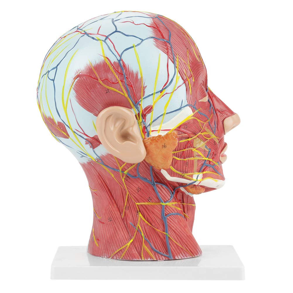 Modello anatomico a mezza testa a grandezza naturale, educazione scientifica Cervello della testa umana, modello di studio della sezione