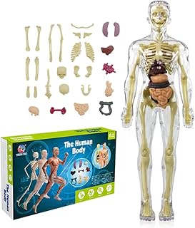 Kids Anatomy Toys Interactive Human Body Model, 11.22 Inch DIY Assembled Human Torso Organ Model for Kids Children Learning Science Anatomy, Ages 6+ (Fully Transparent)